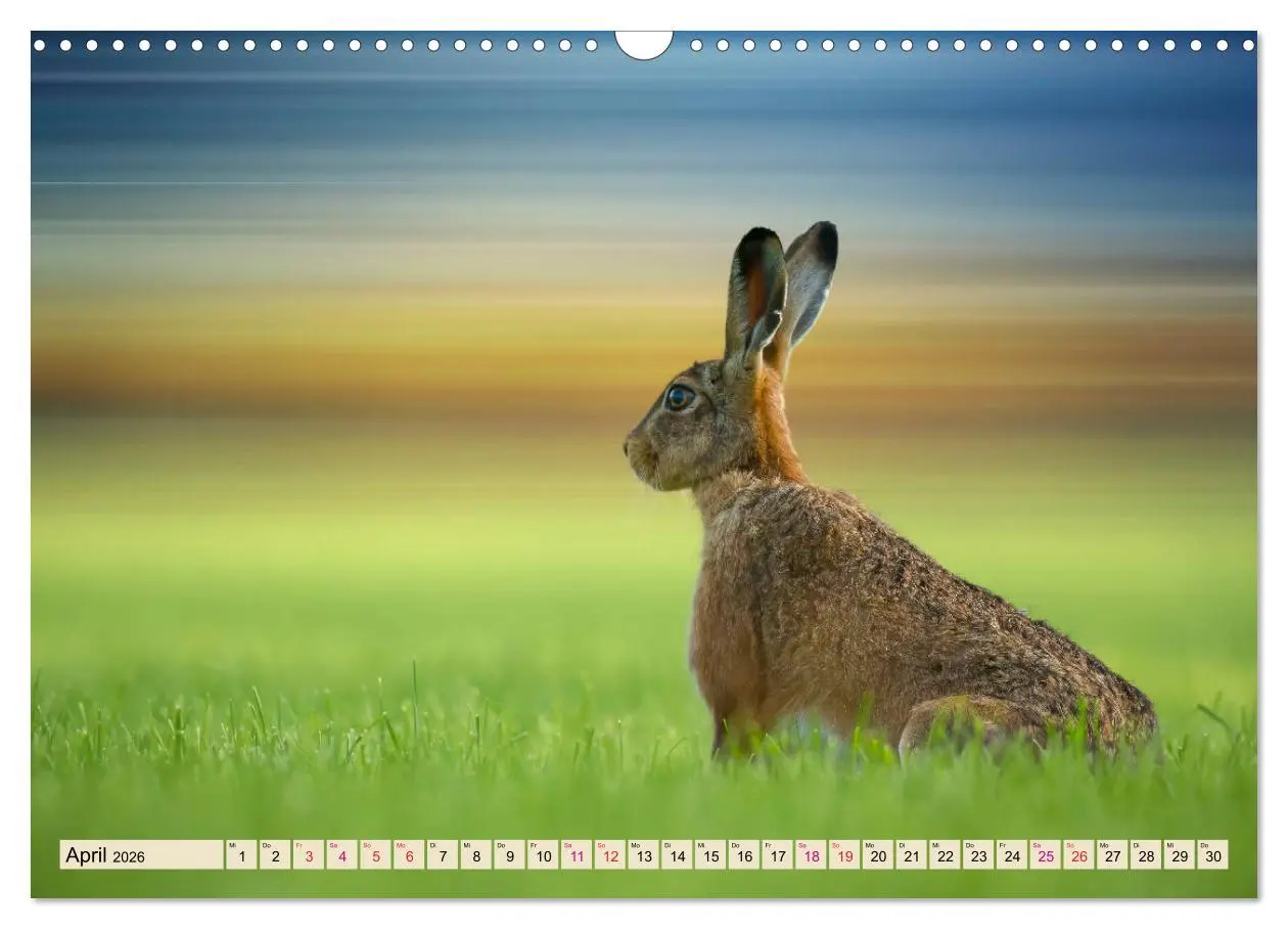 Bild: 9783457838303 | Feldhasen und Kaninchen (Wandkalender 2026 DIN A3 quer), CALVENDO...
