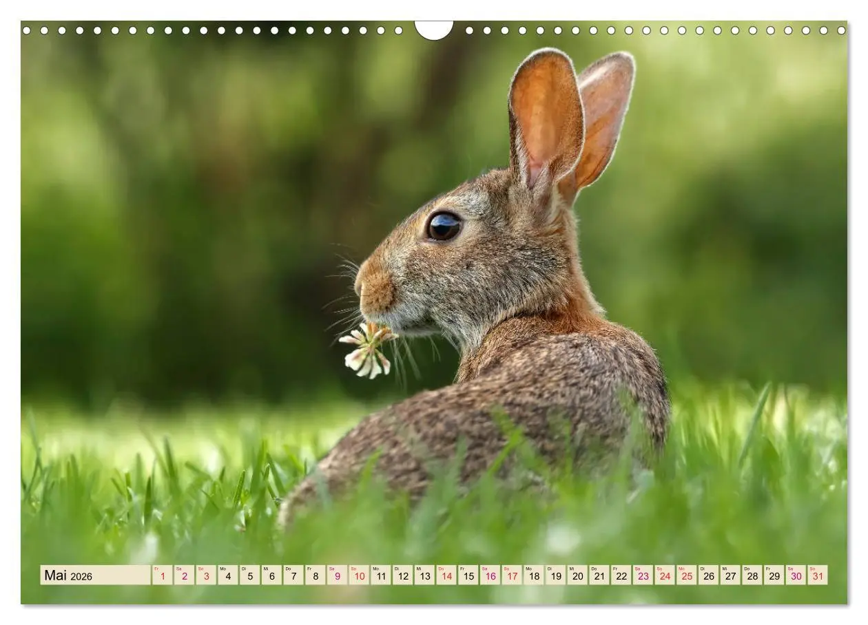 Bild: 9783457838303 | Feldhasen und Kaninchen (Wandkalender 2026 DIN A3 quer), CALVENDO...