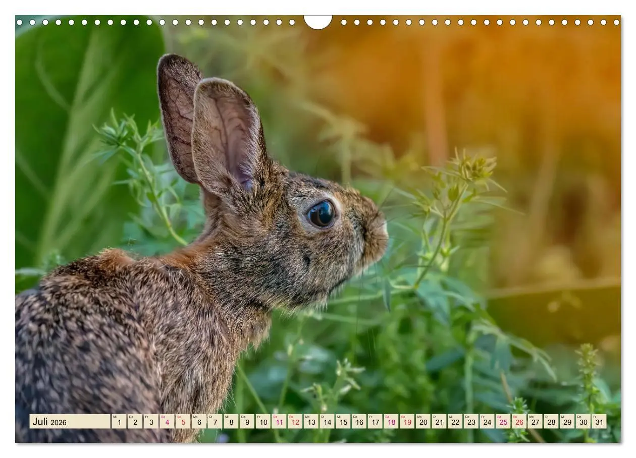 Bild: 9783457838303 | Feldhasen und Kaninchen (Wandkalender 2026 DIN A3 quer), CALVENDO...