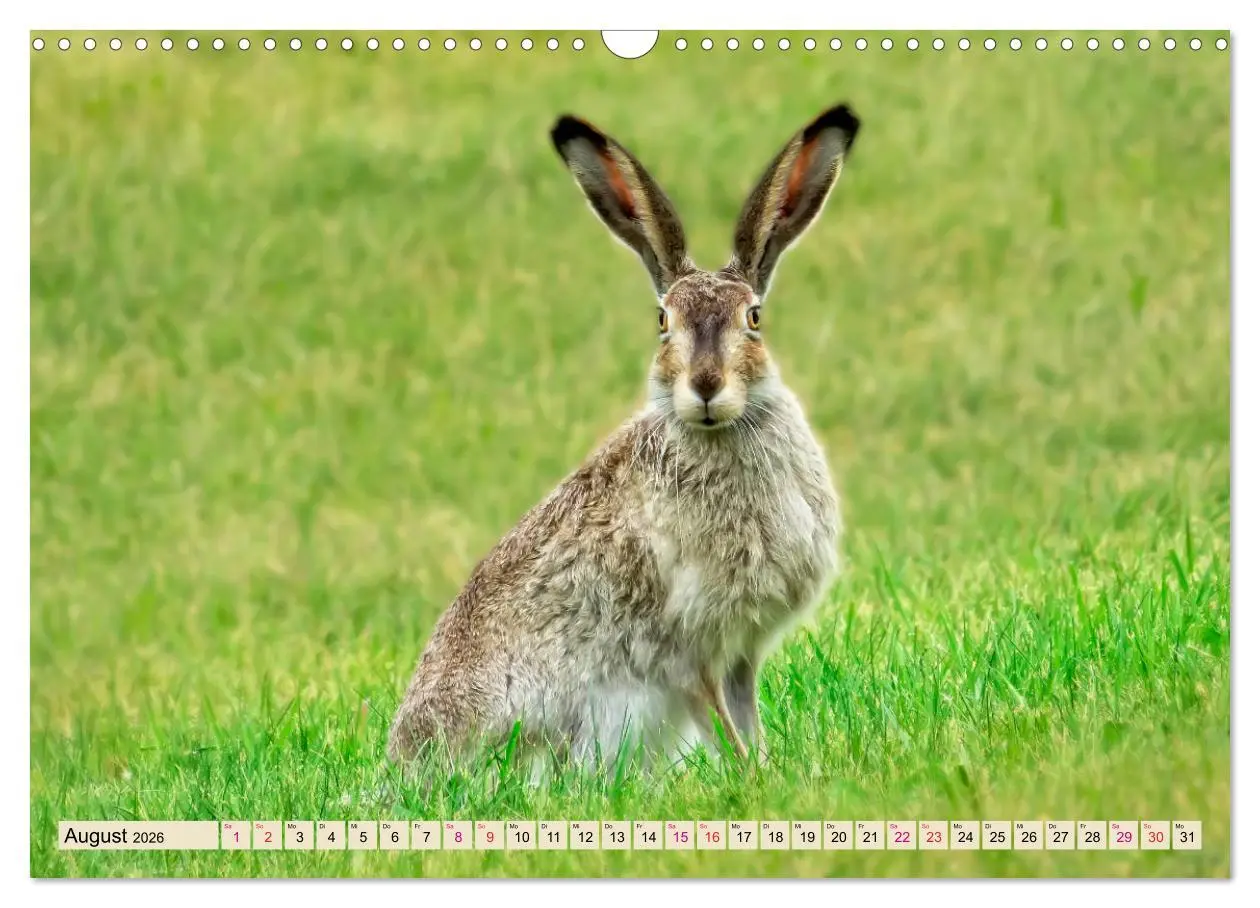 Bild: 9783457838303 | Feldhasen und Kaninchen (Wandkalender 2026 DIN A3 quer), CALVENDO...