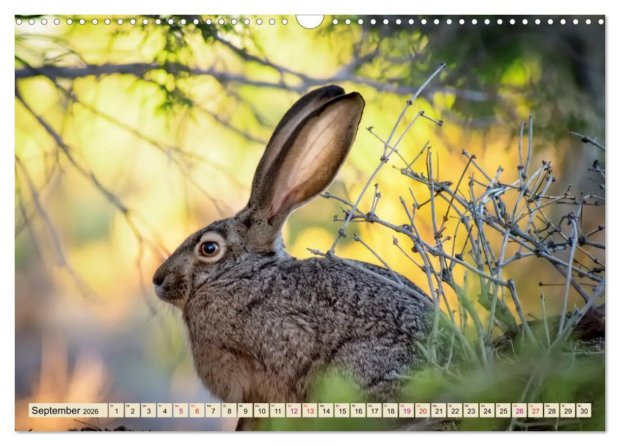 Bild: 9783457838303 | Feldhasen und Kaninchen (Wandkalender 2026 DIN A3 quer), CALVENDO...