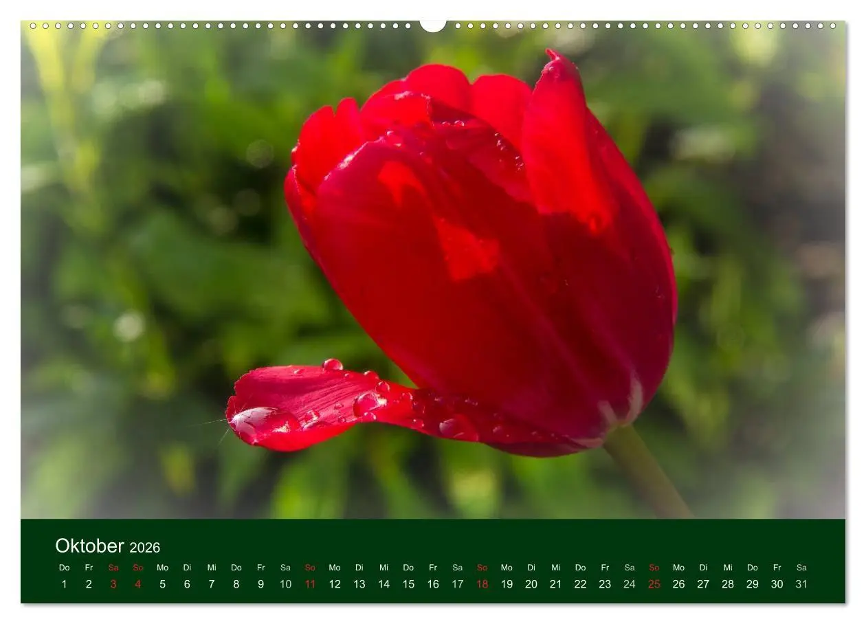 Bild: 9783516098303 | Blumen und Blüten (hochwertiger Premium Wandkalender 2026 DIN A2...