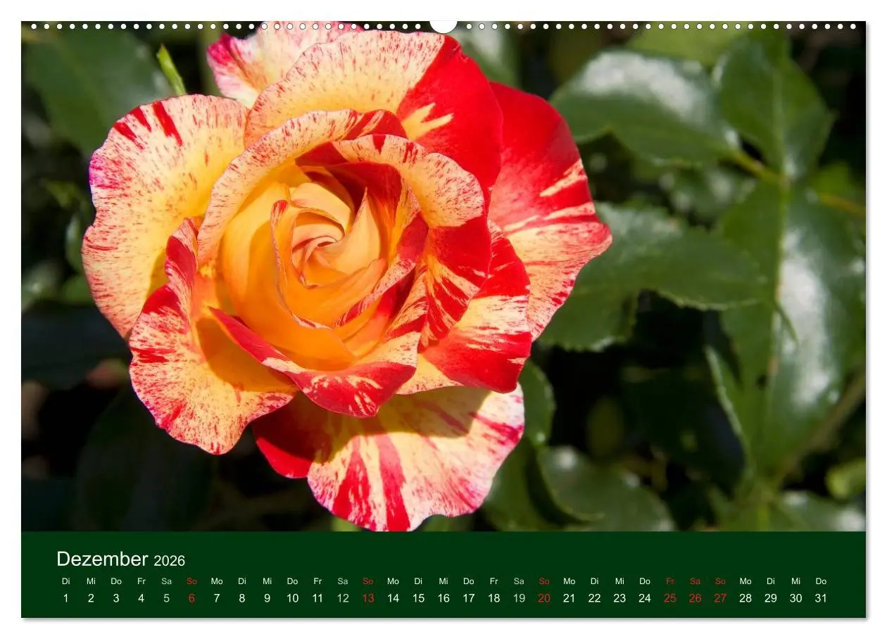 Bild: 9783516098303 | Blumen und Blüten (hochwertiger Premium Wandkalender 2026 DIN A2...
