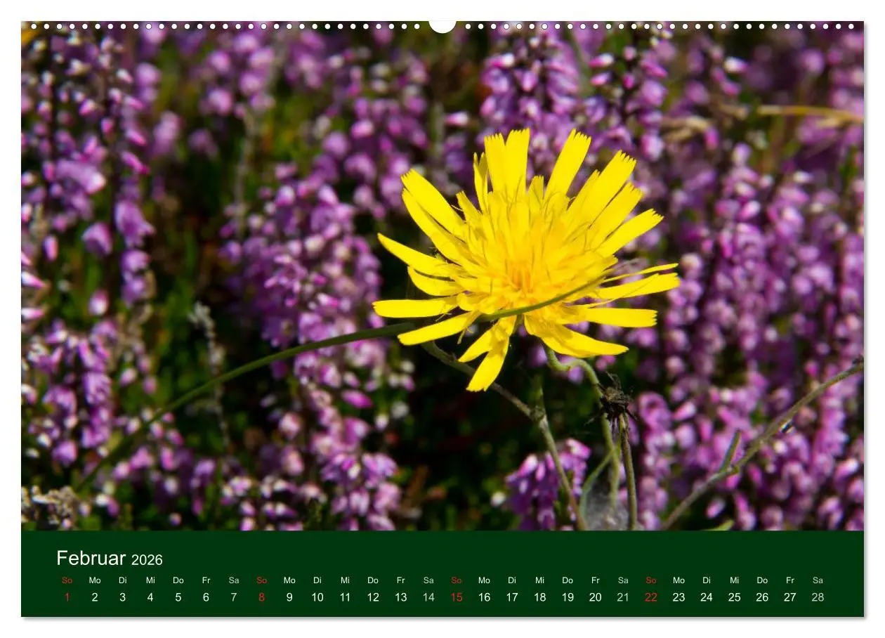 Bild: 9783516098303 | Blumen und Blüten (hochwertiger Premium Wandkalender 2026 DIN A2...