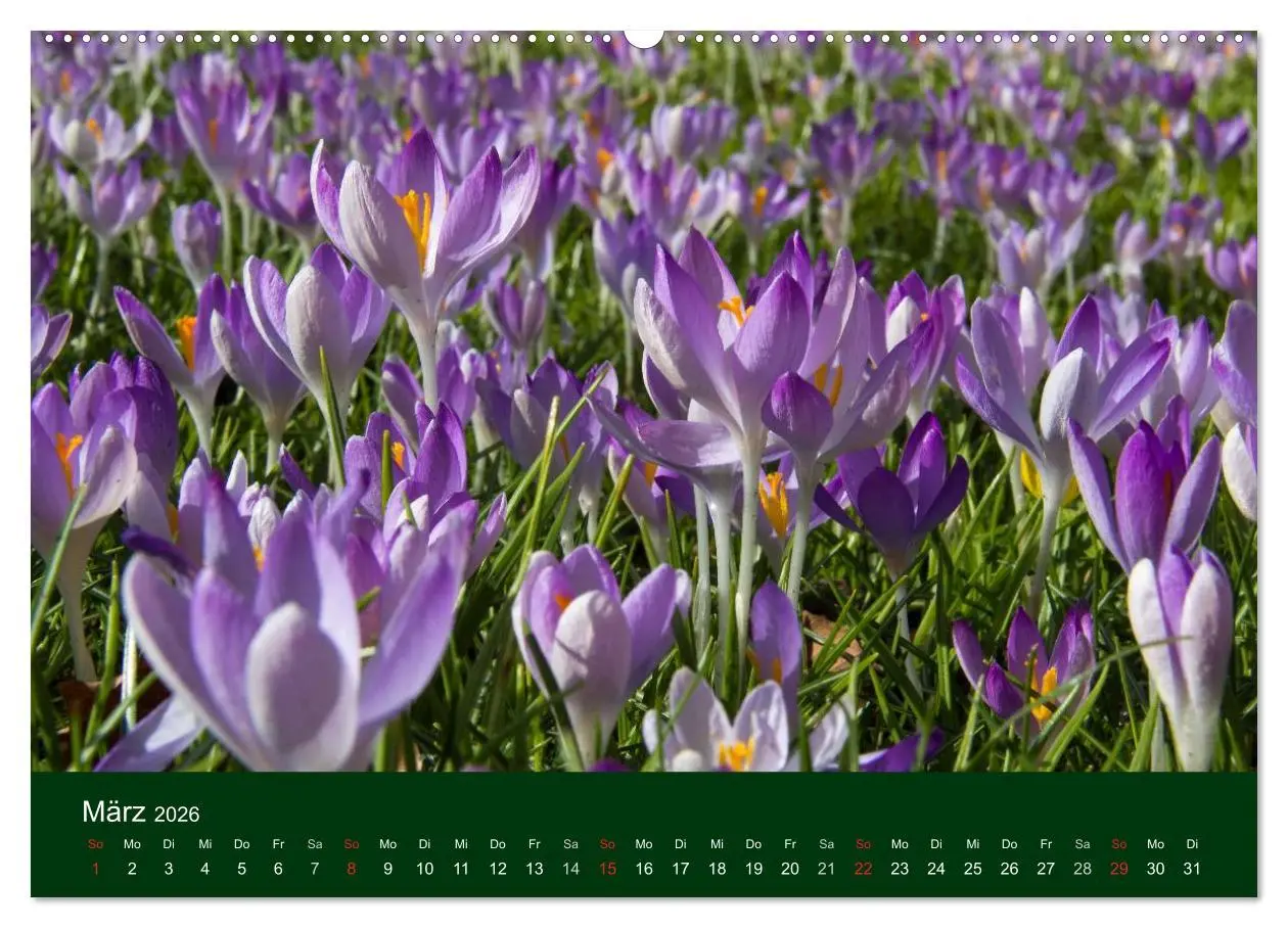 Bild: 9783516098303 | Blumen und Blüten (hochwertiger Premium Wandkalender 2026 DIN A2...