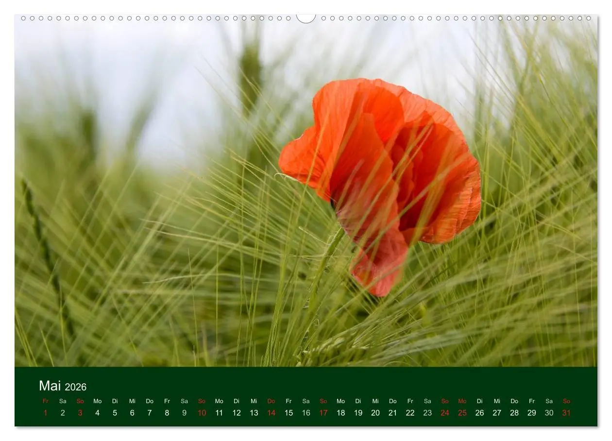Bild: 9783516098303 | Blumen und Blüten (hochwertiger Premium Wandkalender 2026 DIN A2...