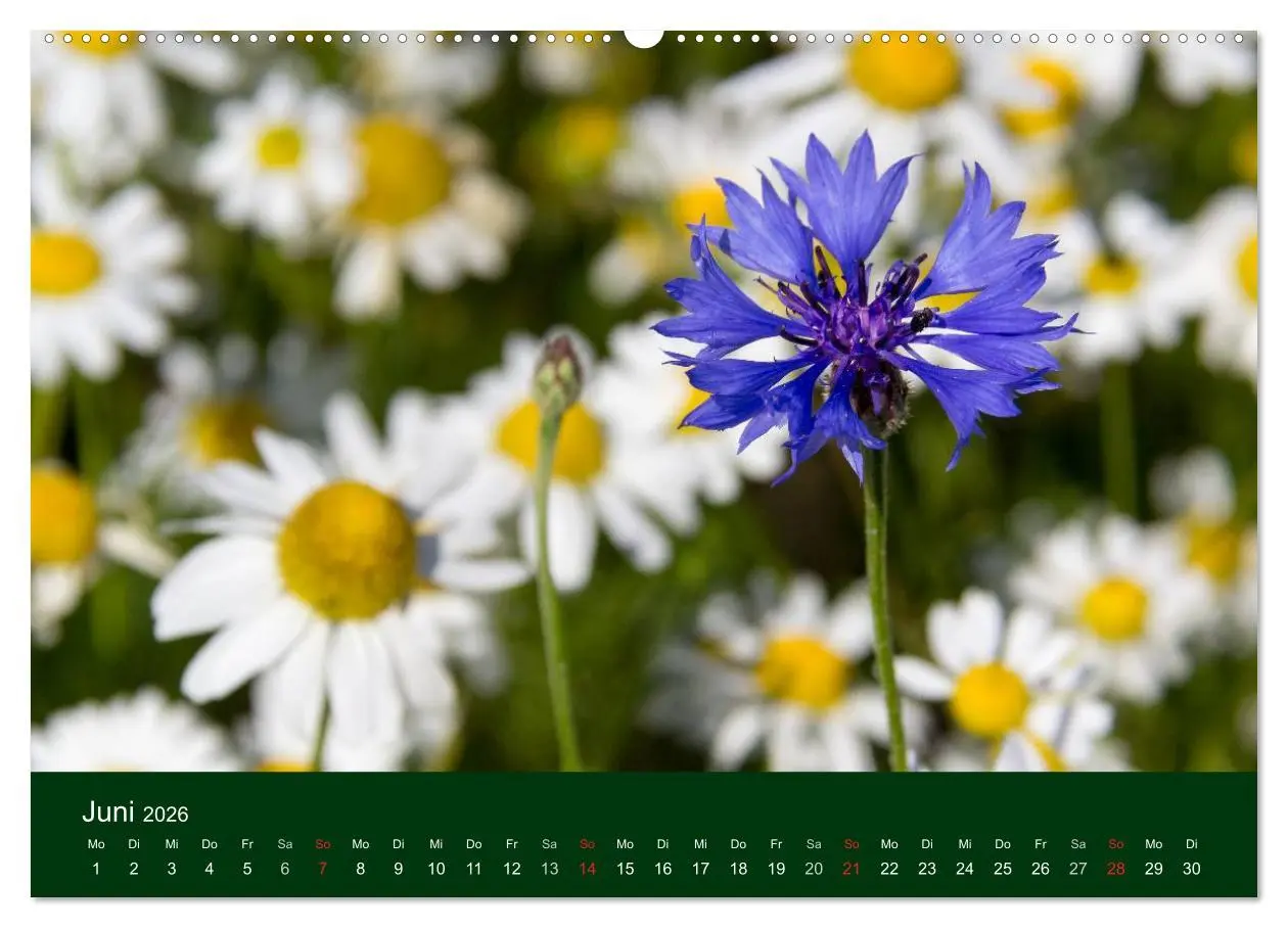 Bild: 9783516098303 | Blumen und Blüten (hochwertiger Premium Wandkalender 2026 DIN A2...