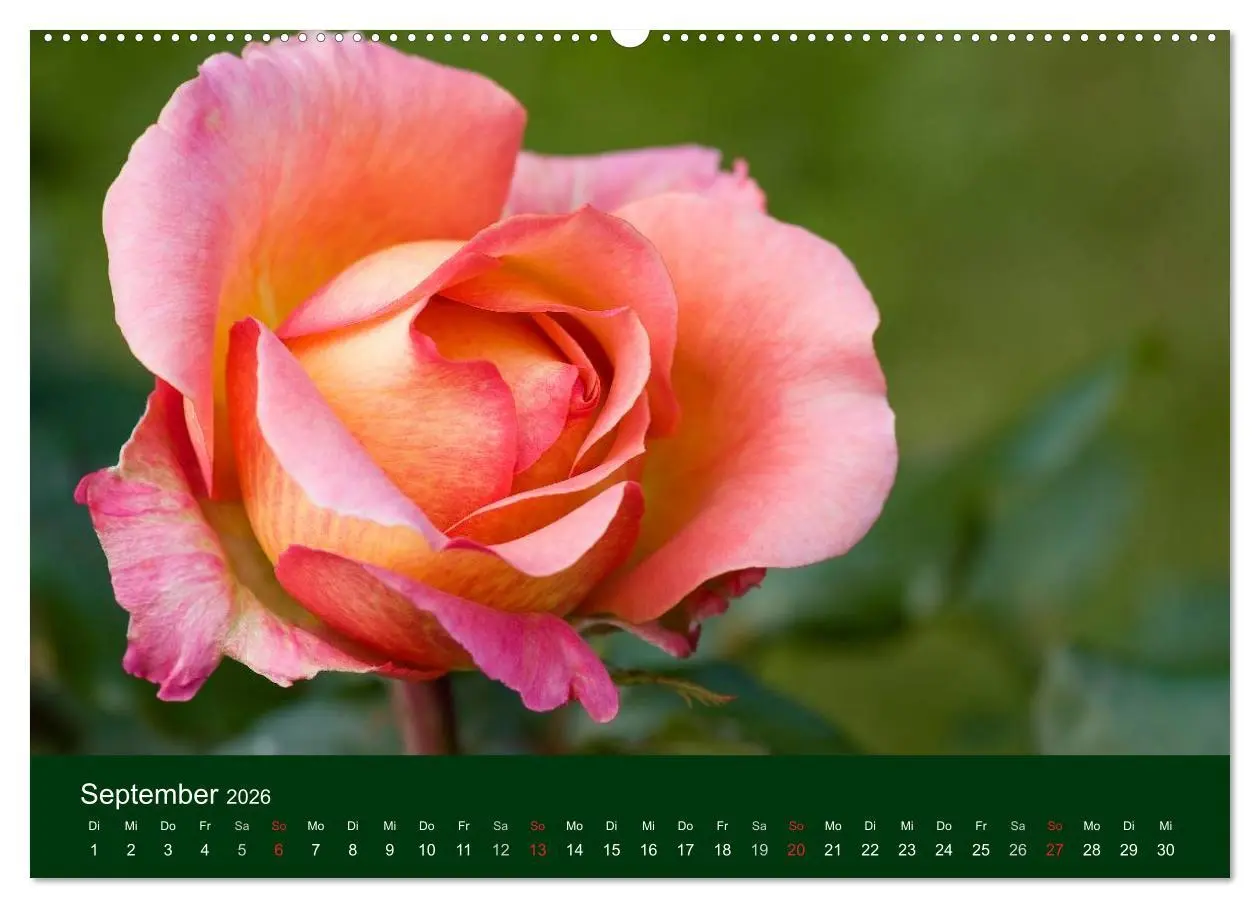 Bild: 9783516098303 | Blumen und Blüten (hochwertiger Premium Wandkalender 2026 DIN A2...