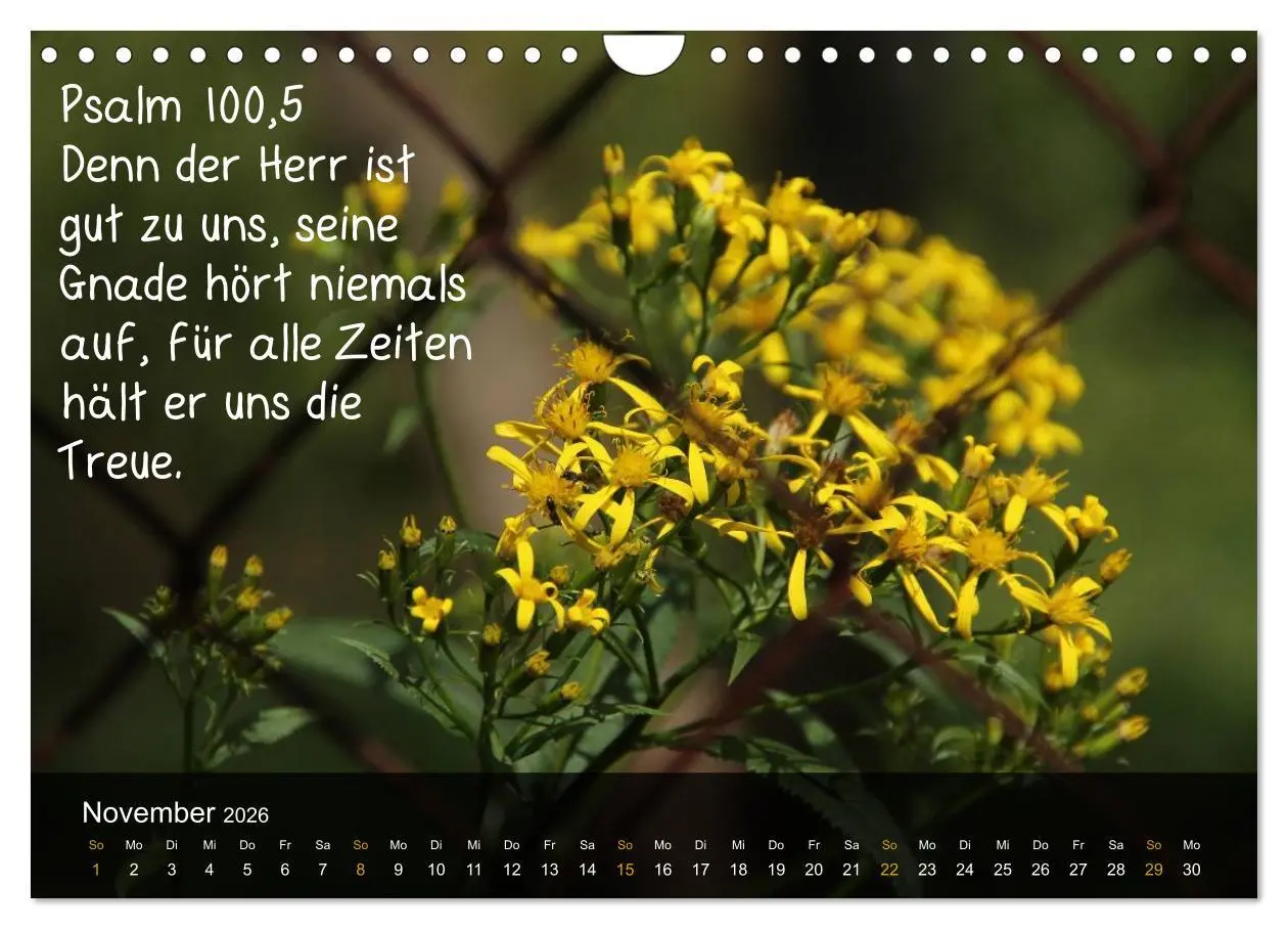Bild: 9783516168303 | Schöpfung im Licht (Wandkalender 2026 DIN A4 quer), CALVENDO...