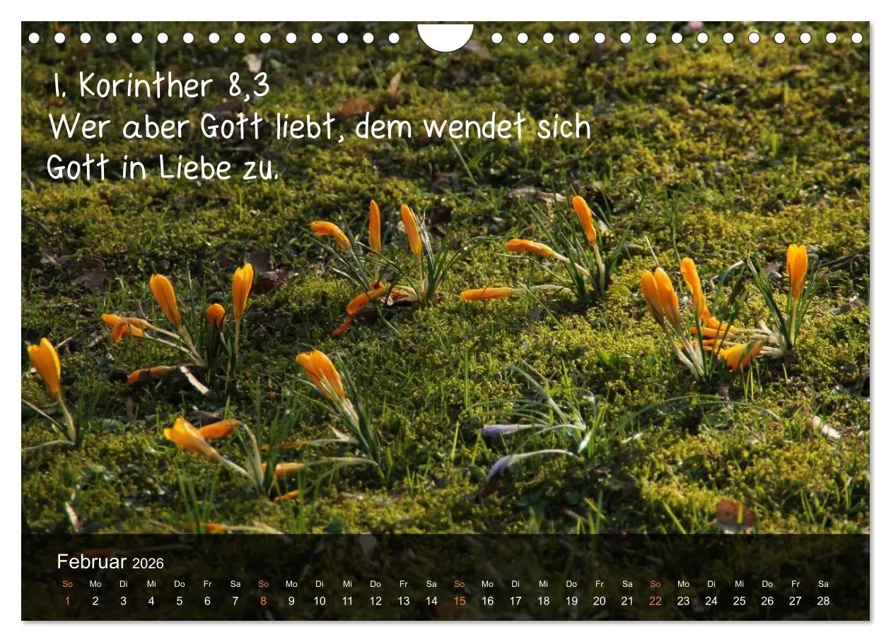 Bild: 9783516168303 | Schöpfung im Licht (Wandkalender 2026 DIN A4 quer), CALVENDO...