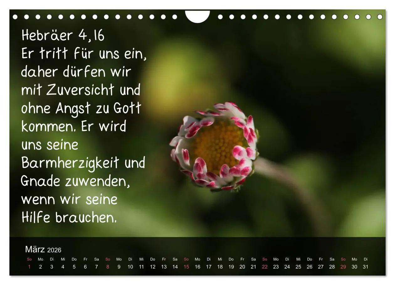 Bild: 9783516168303 | Schöpfung im Licht (Wandkalender 2026 DIN A4 quer), CALVENDO...