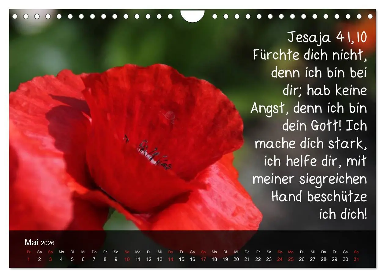 Bild: 9783516168303 | Schöpfung im Licht (Wandkalender 2026 DIN A4 quer), CALVENDO...