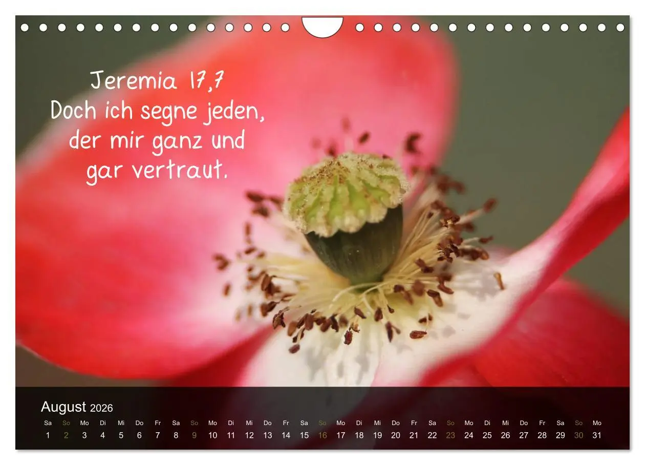 Bild: 9783516168303 | Schöpfung im Licht (Wandkalender 2026 DIN A4 quer), CALVENDO...