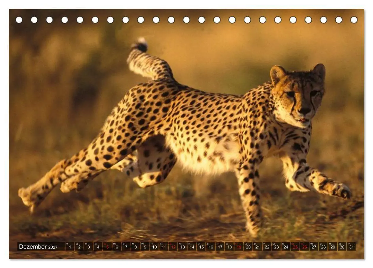 Bild: 9783594148303 | Raubkatzen. Wild, schön und kraftvoll (Tischkalender 2027 DIN A5...