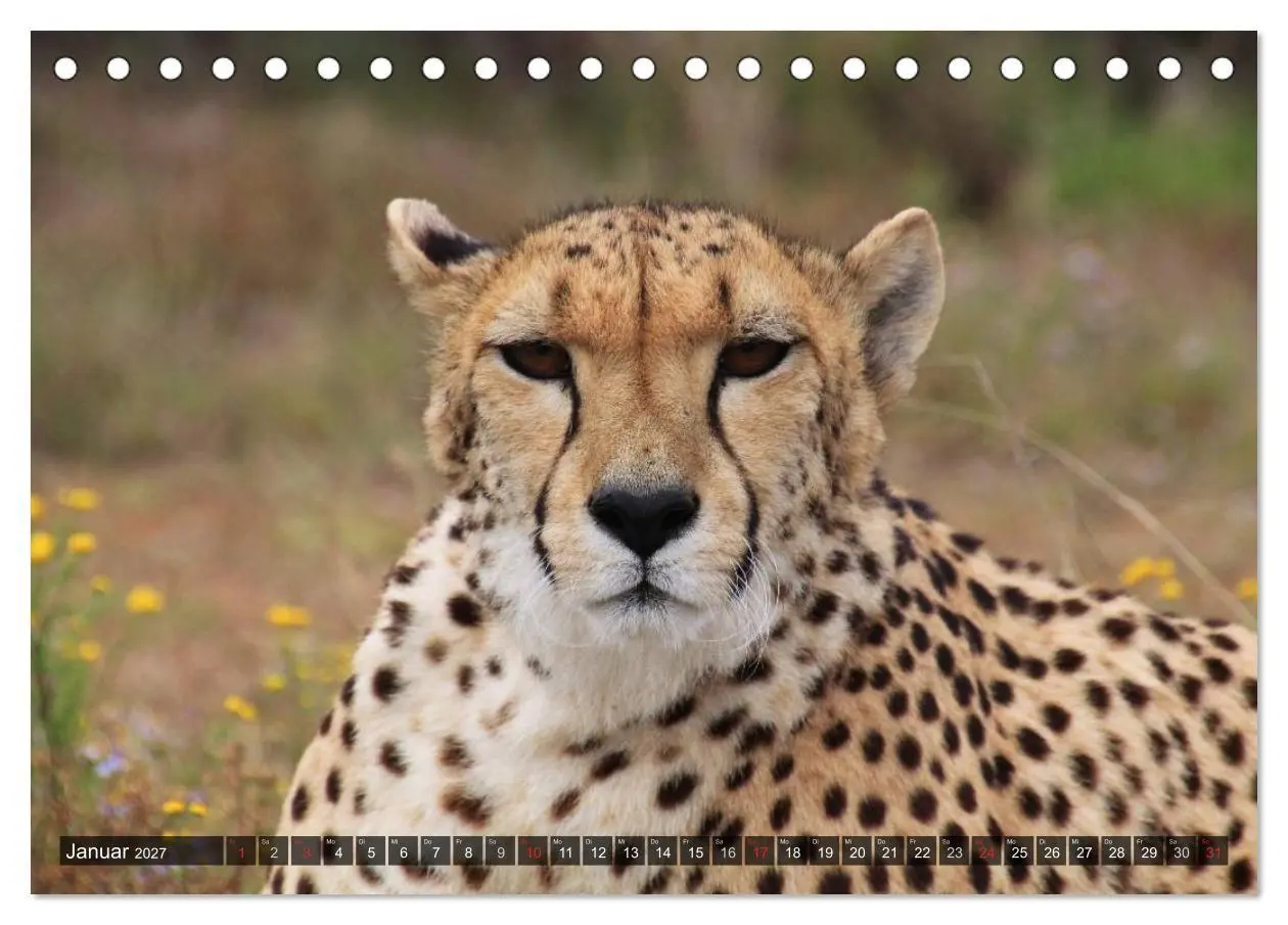 Bild: 9783594148303 | Raubkatzen. Wild, schön und kraftvoll (Tischkalender 2027 DIN A5...