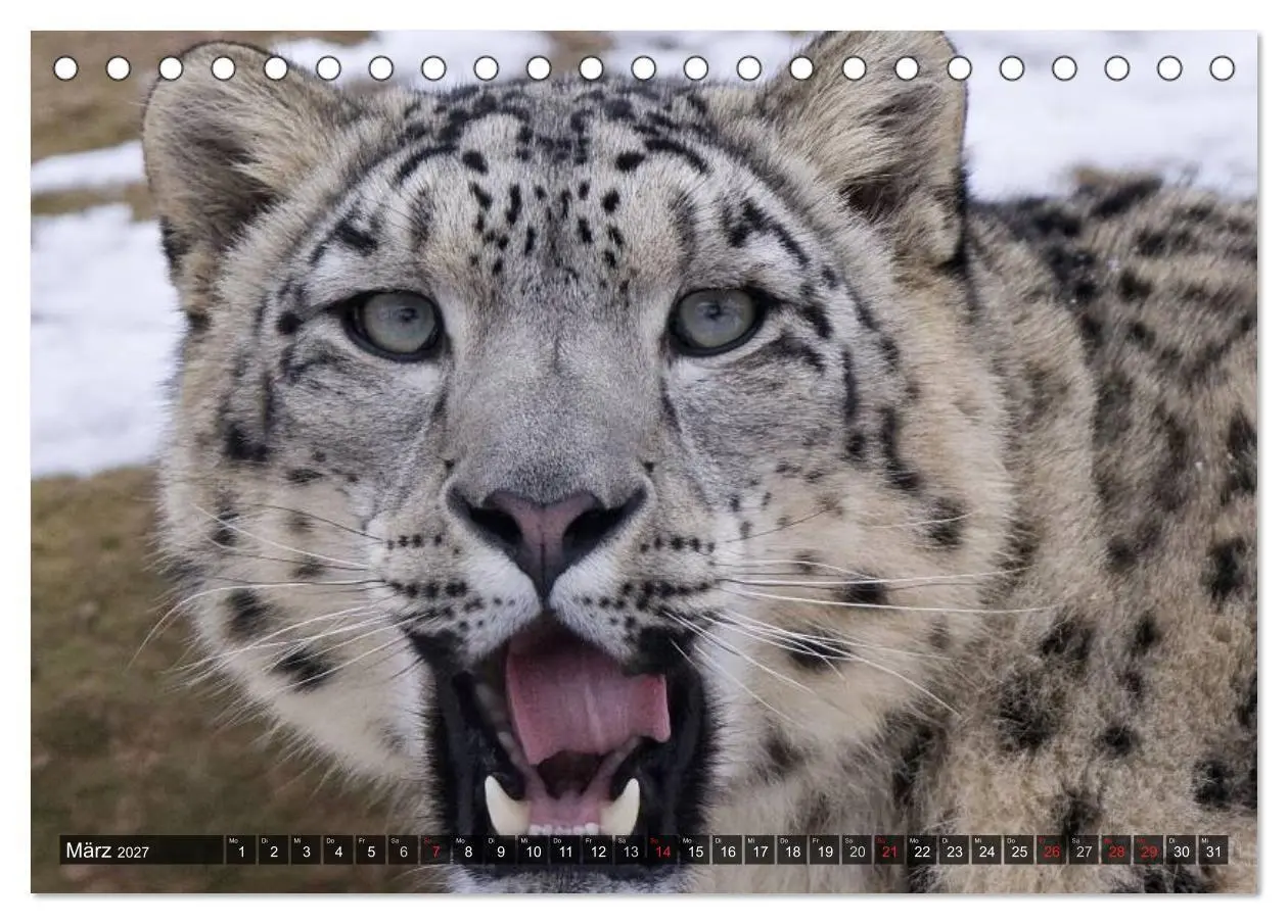 Bild: 9783594148303 | Raubkatzen. Wild, schön und kraftvoll (Tischkalender 2027 DIN A5...