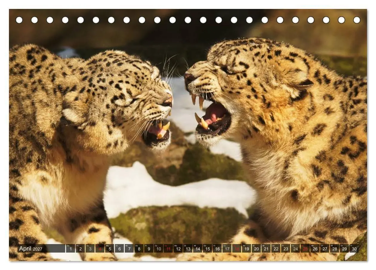 Bild: 9783594148303 | Raubkatzen. Wild, schön und kraftvoll (Tischkalender 2027 DIN A5...