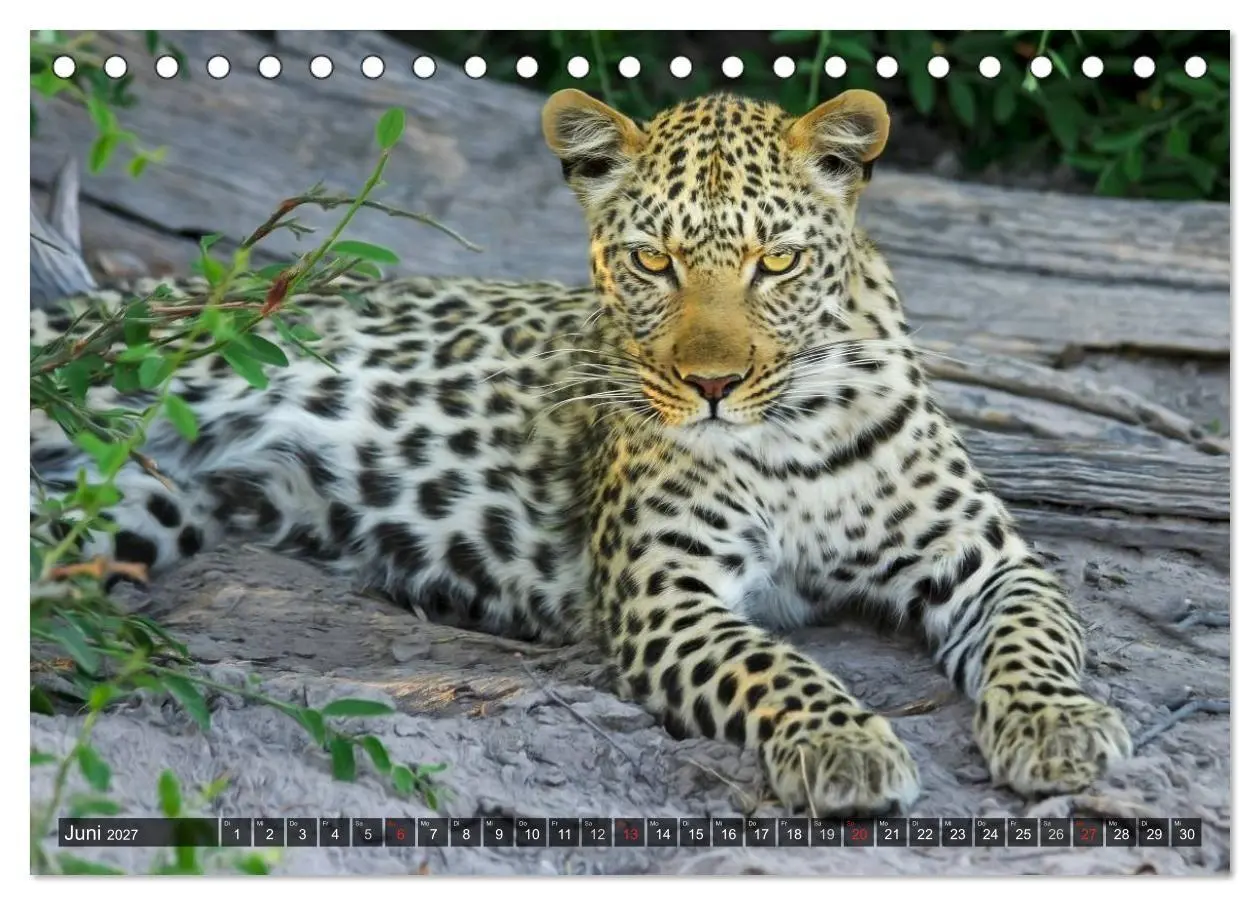 Bild: 9783594148303 | Raubkatzen. Wild, schön und kraftvoll (Tischkalender 2027 DIN A5...