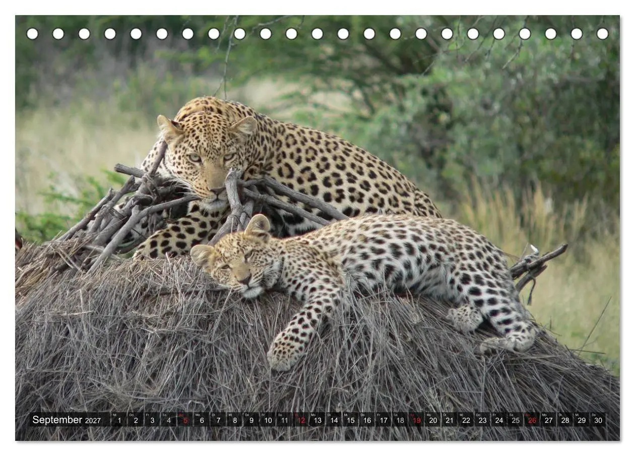 Bild: 9783594148303 | Raubkatzen. Wild, schön und kraftvoll (Tischkalender 2027 DIN A5...