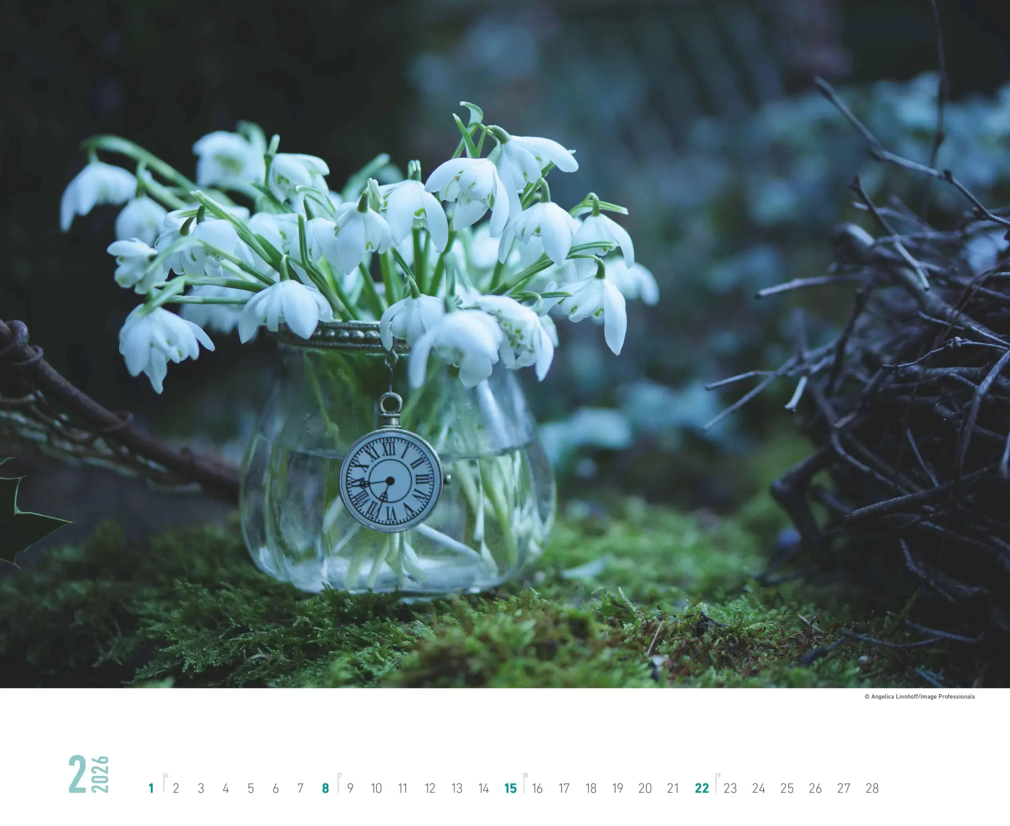 Bild: 4069095008403 | Blumenpracht - Wandkalender mit 12 bezaubernden Blumenmotiven | 13 S.