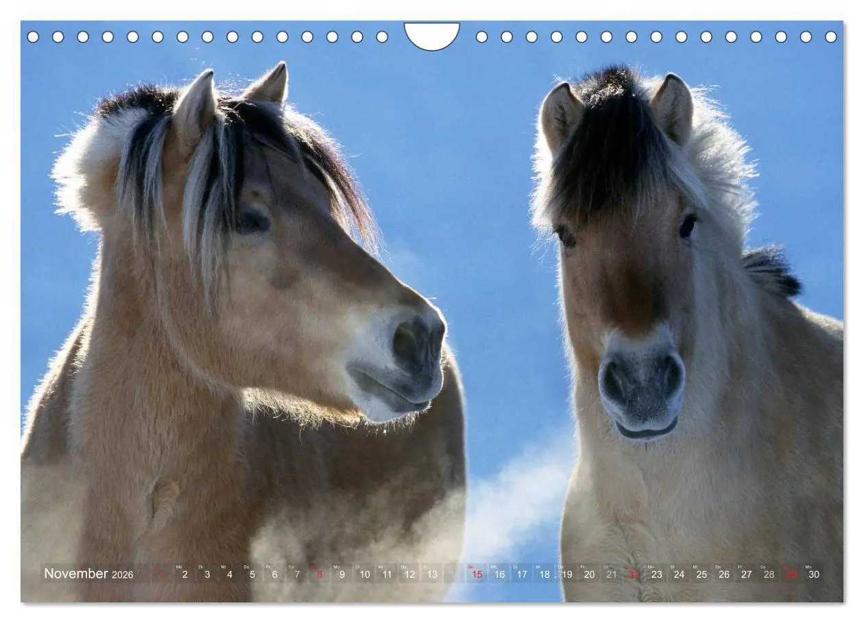 Bild: 9783516158403 | Fjordpferde - Norweger (Wandkalender 2026 DIN A4 quer), CALVENDO...