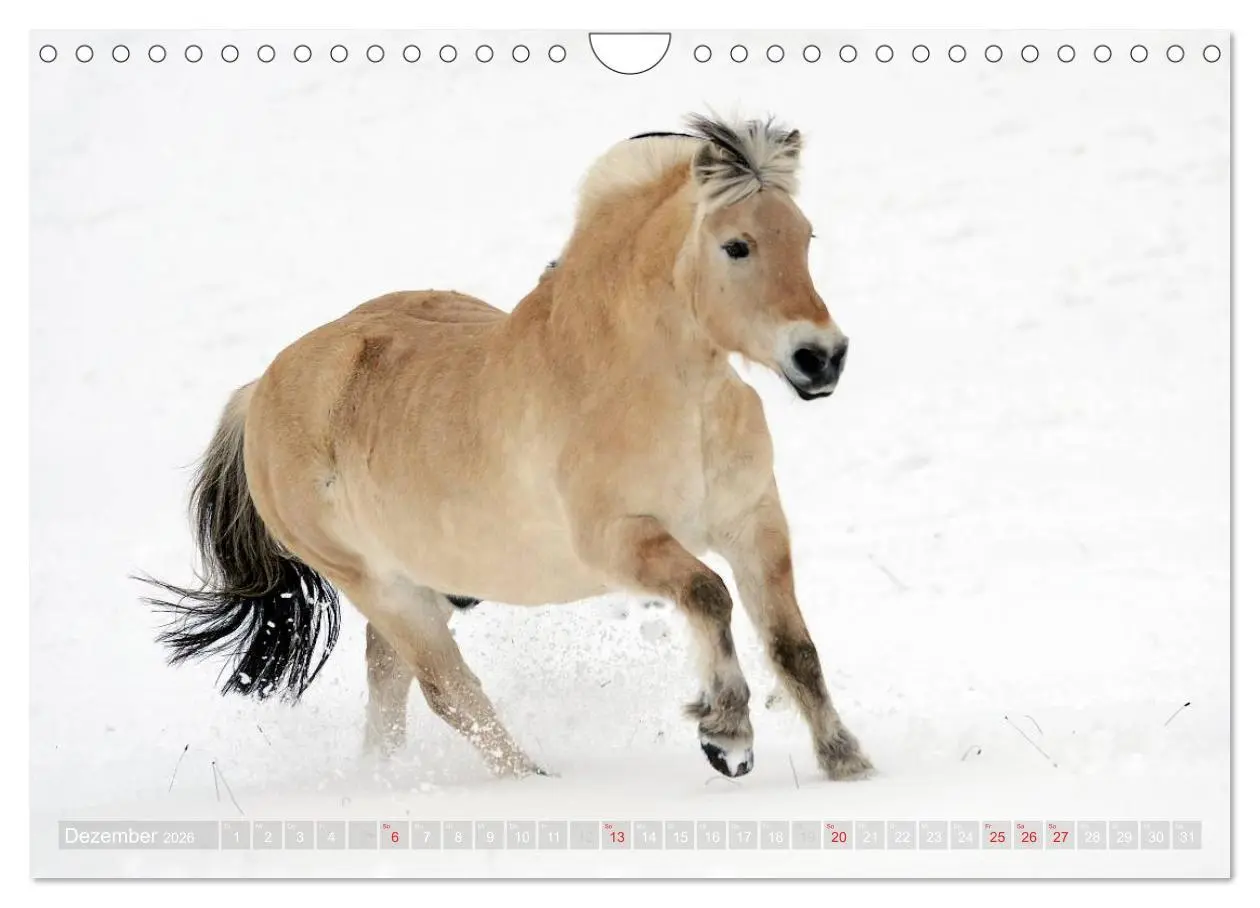 Bild: 9783516158403 | Fjordpferde - Norweger (Wandkalender 2026 DIN A4 quer), CALVENDO...