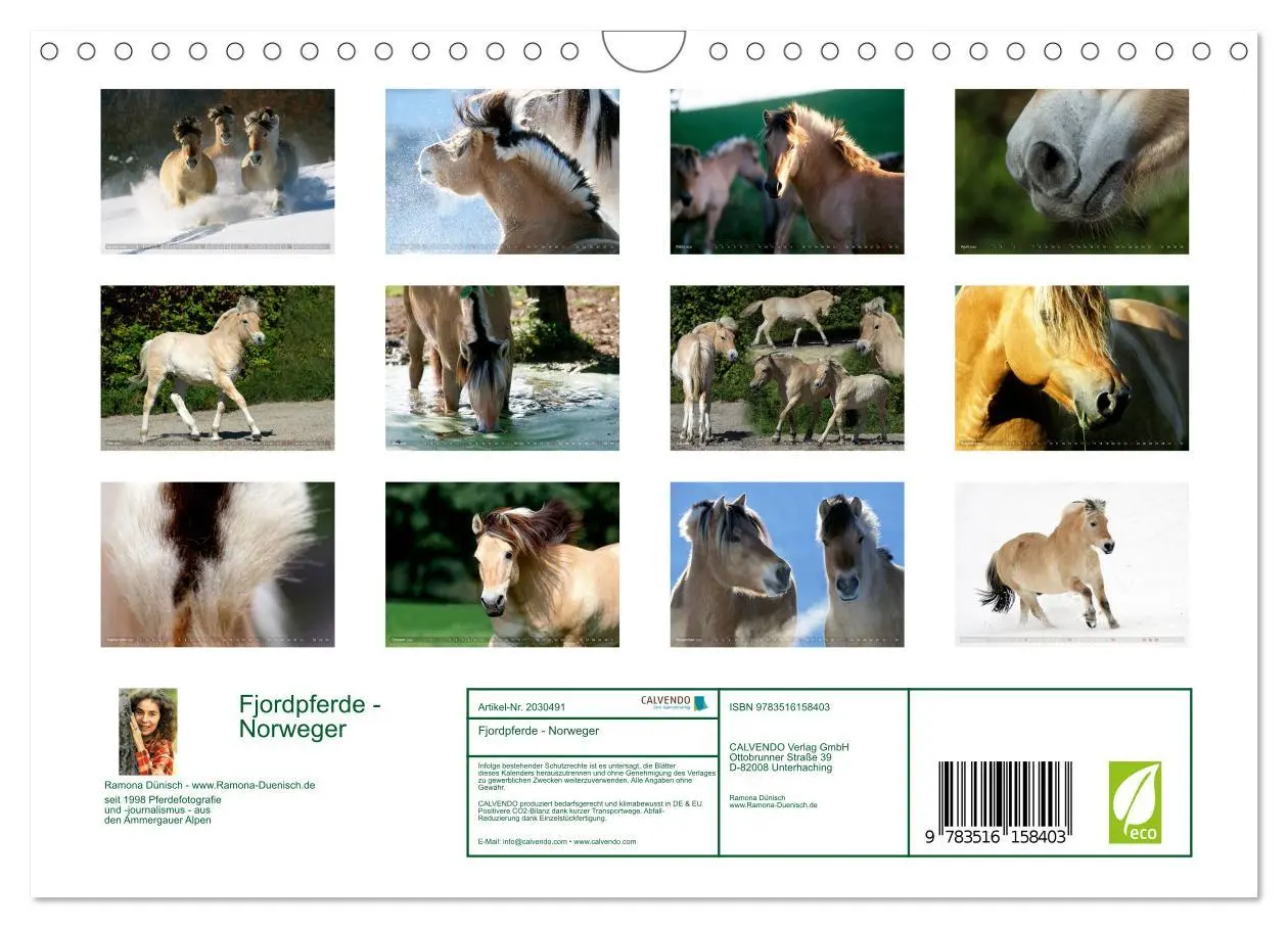 Bild: 9783516158403 | Fjordpferde - Norweger (Wandkalender 2026 DIN A4 quer), CALVENDO...