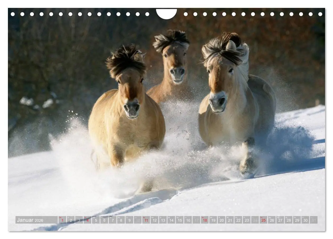Bild: 9783516158403 | Fjordpferde - Norweger (Wandkalender 2026 DIN A4 quer), CALVENDO...