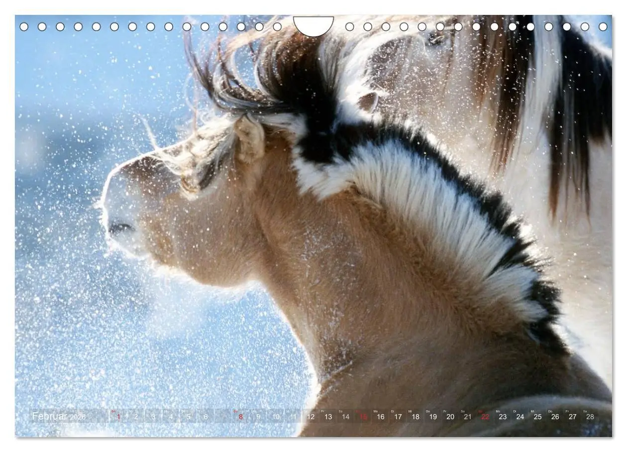 Bild: 9783516158403 | Fjordpferde - Norweger (Wandkalender 2026 DIN A4 quer), CALVENDO...