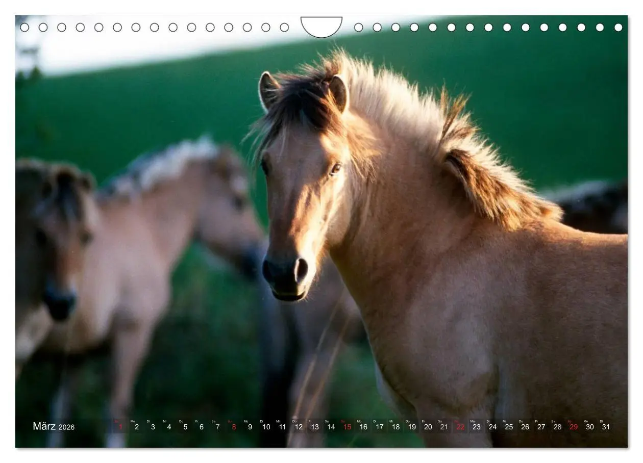 Bild: 9783516158403 | Fjordpferde - Norweger (Wandkalender 2026 DIN A4 quer), CALVENDO...