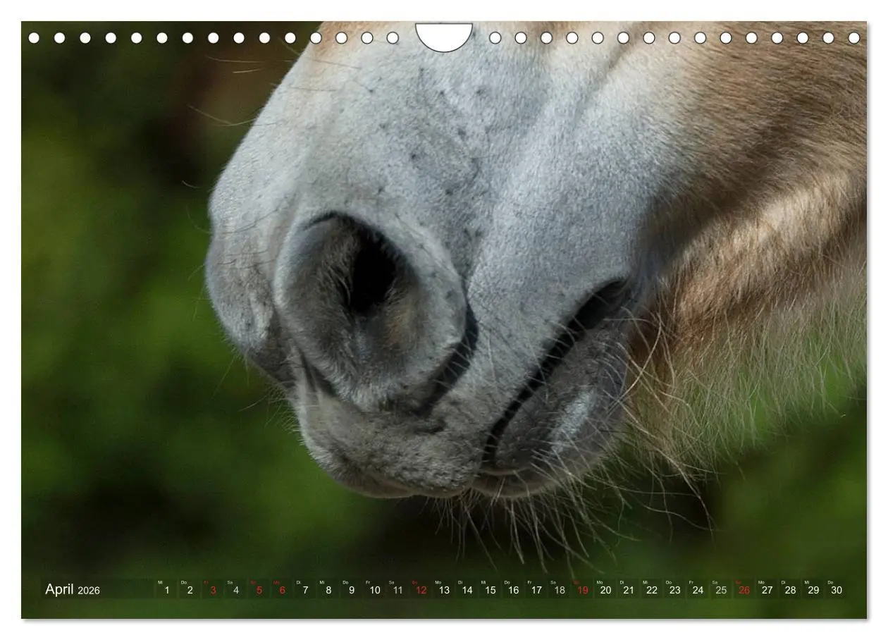 Bild: 9783516158403 | Fjordpferde - Norweger (Wandkalender 2026 DIN A4 quer), CALVENDO...