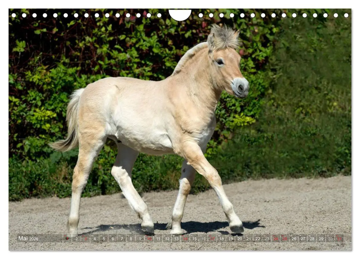 Bild: 9783516158403 | Fjordpferde - Norweger (Wandkalender 2026 DIN A4 quer), CALVENDO...