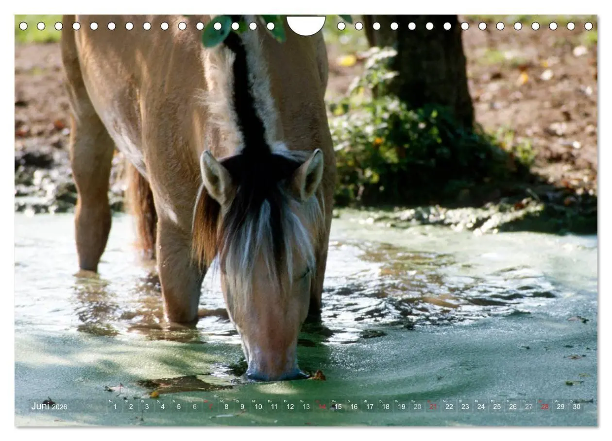 Bild: 9783516158403 | Fjordpferde - Norweger (Wandkalender 2026 DIN A4 quer), CALVENDO...