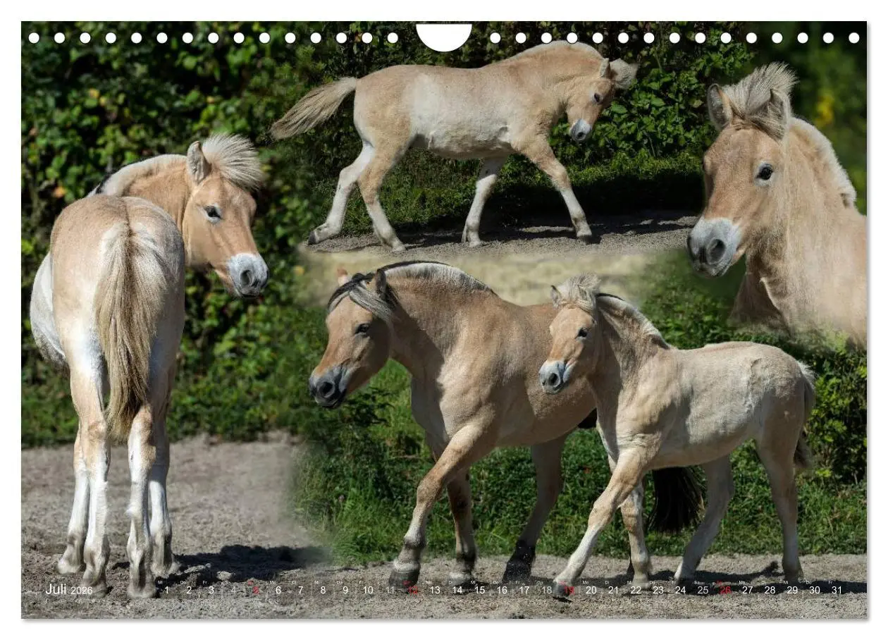 Bild: 9783516158403 | Fjordpferde - Norweger (Wandkalender 2026 DIN A4 quer), CALVENDO...