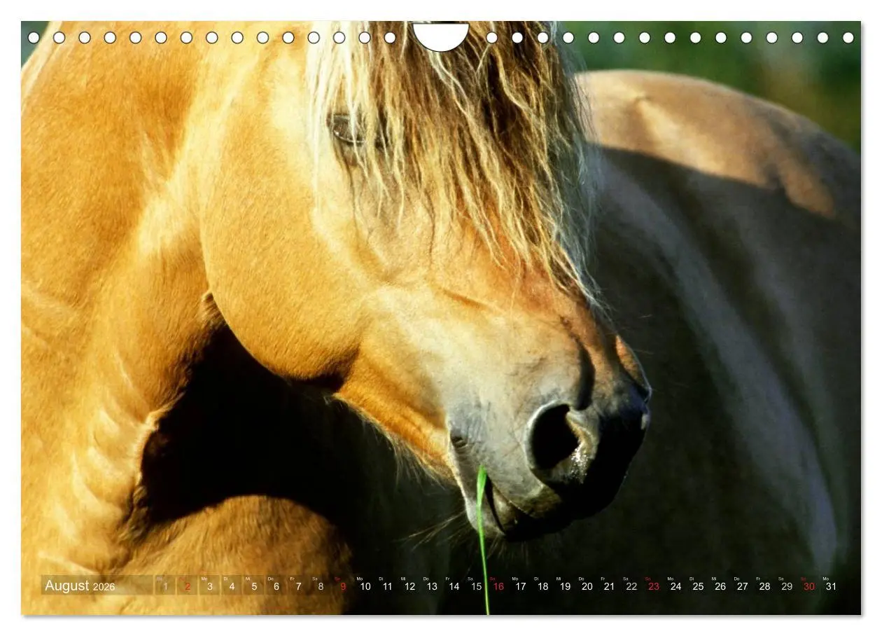 Bild: 9783516158403 | Fjordpferde - Norweger (Wandkalender 2026 DIN A4 quer), CALVENDO...