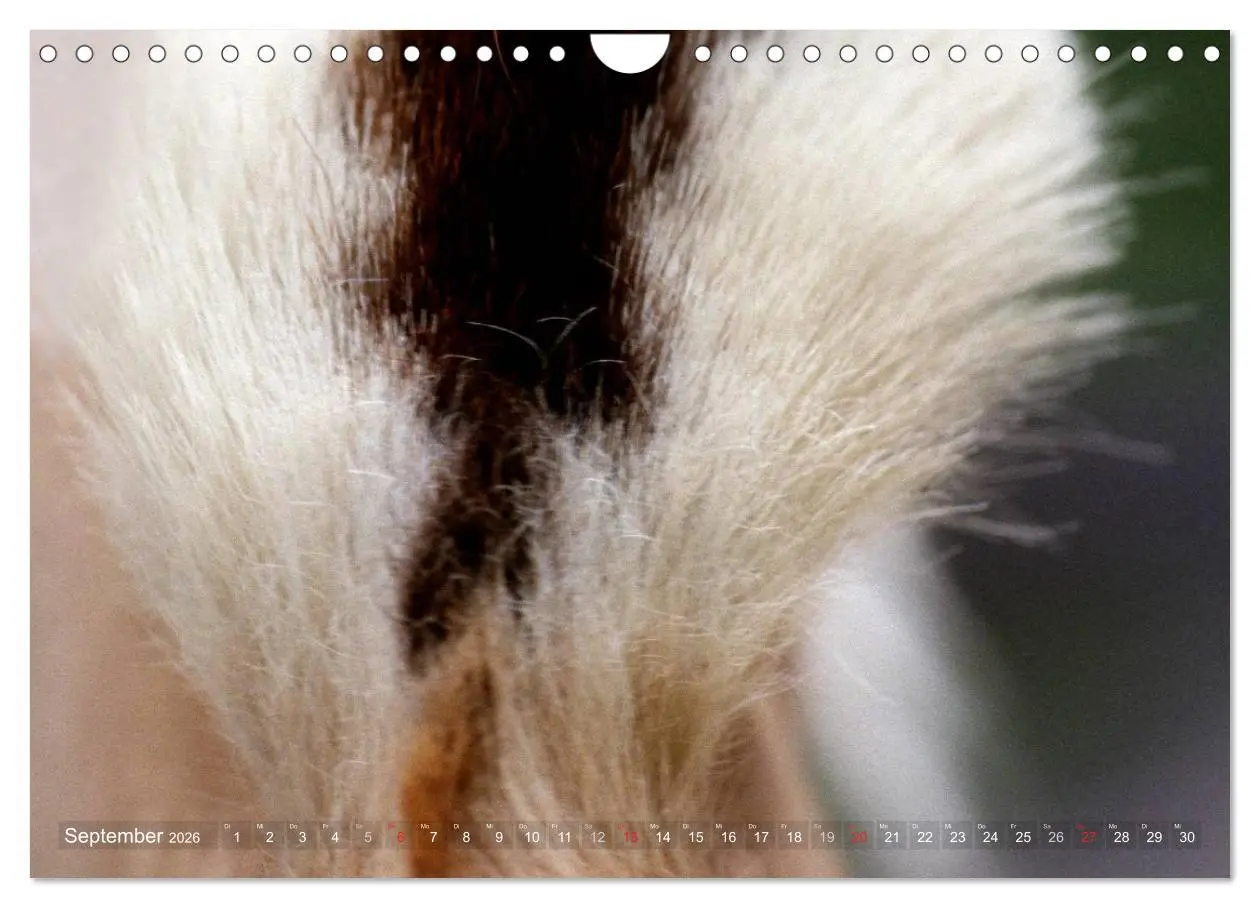 Bild: 9783516158403 | Fjordpferde - Norweger (Wandkalender 2026 DIN A4 quer), CALVENDO...