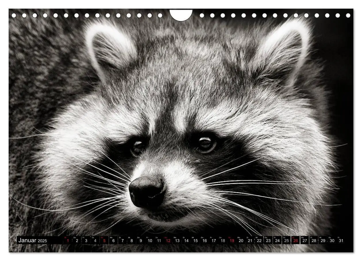 Bild: 9783435588503 | Waschbären - Maskierte Gauner (Wandkalender 2025 DIN A4 quer),...