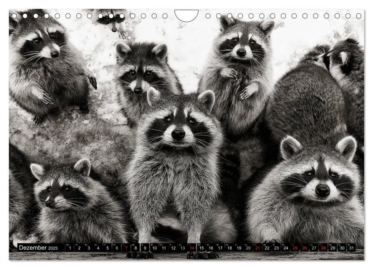 Bild: 9783435588503 | Waschbären - Maskierte Gauner (Wandkalender 2025 DIN A4 quer),...