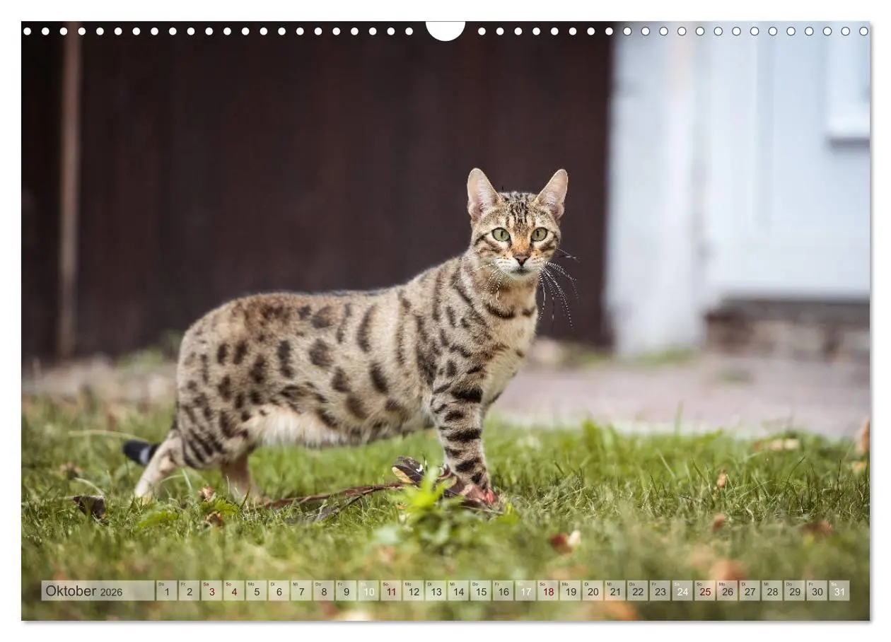 Bild: 9783457748503 | Wildes Wohnzimmer - Die Bengalkatze (Wandkalender 2026 DIN A3...