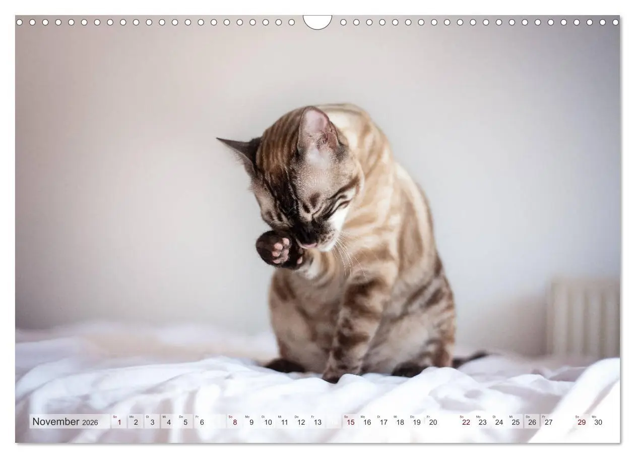 Bild: 9783457748503 | Wildes Wohnzimmer - Die Bengalkatze (Wandkalender 2026 DIN A3...