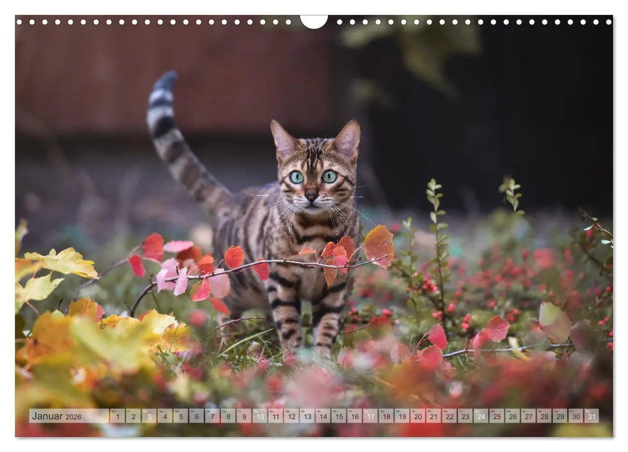 Bild: 9783457748503 | Wildes Wohnzimmer - Die Bengalkatze (Wandkalender 2026 DIN A3...