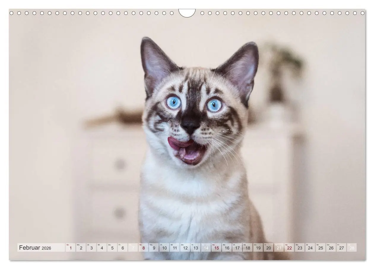 Bild: 9783457748503 | Wildes Wohnzimmer - Die Bengalkatze (Wandkalender 2026 DIN A3...