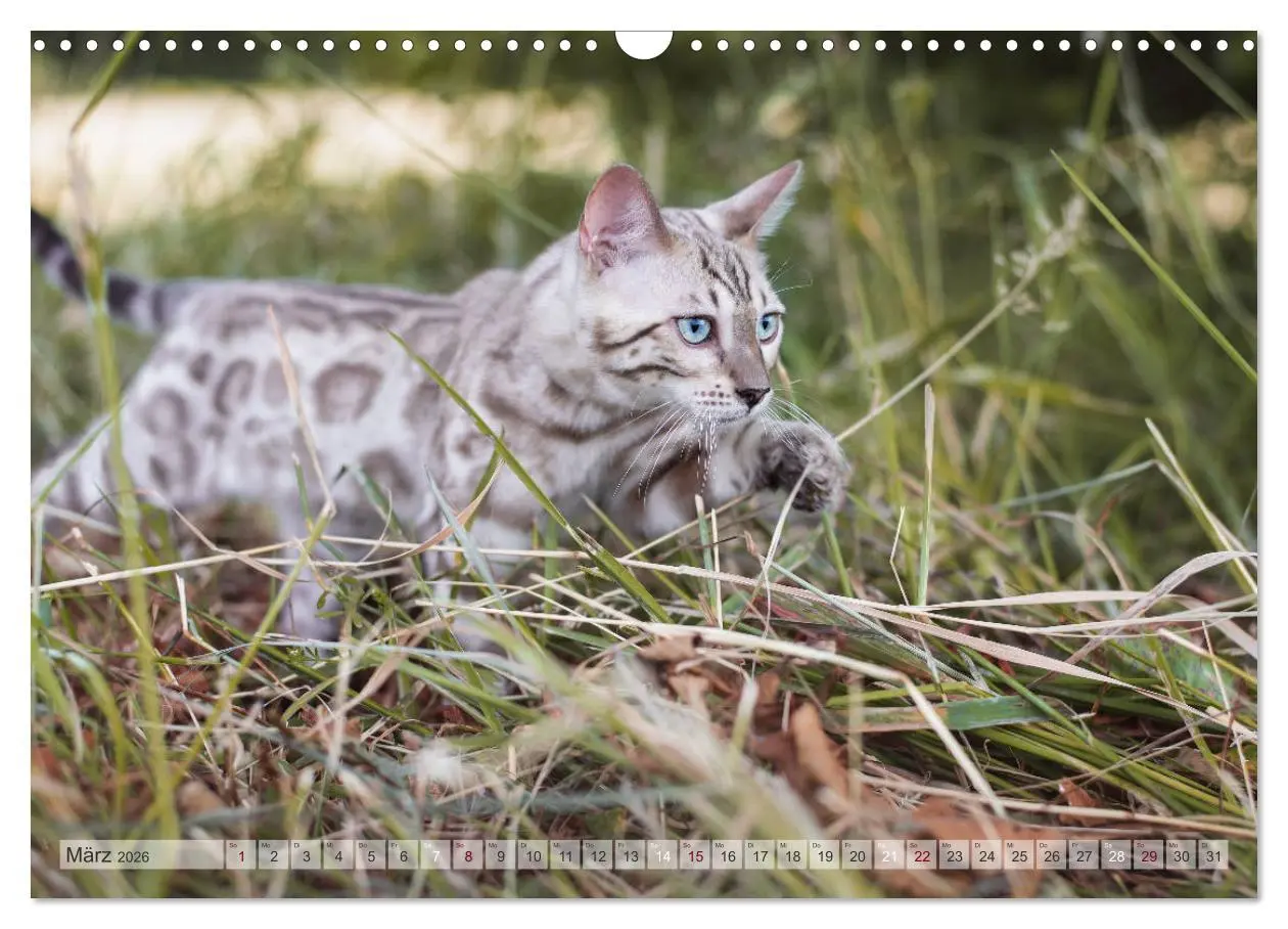 Bild: 9783457748503 | Wildes Wohnzimmer - Die Bengalkatze (Wandkalender 2026 DIN A3...