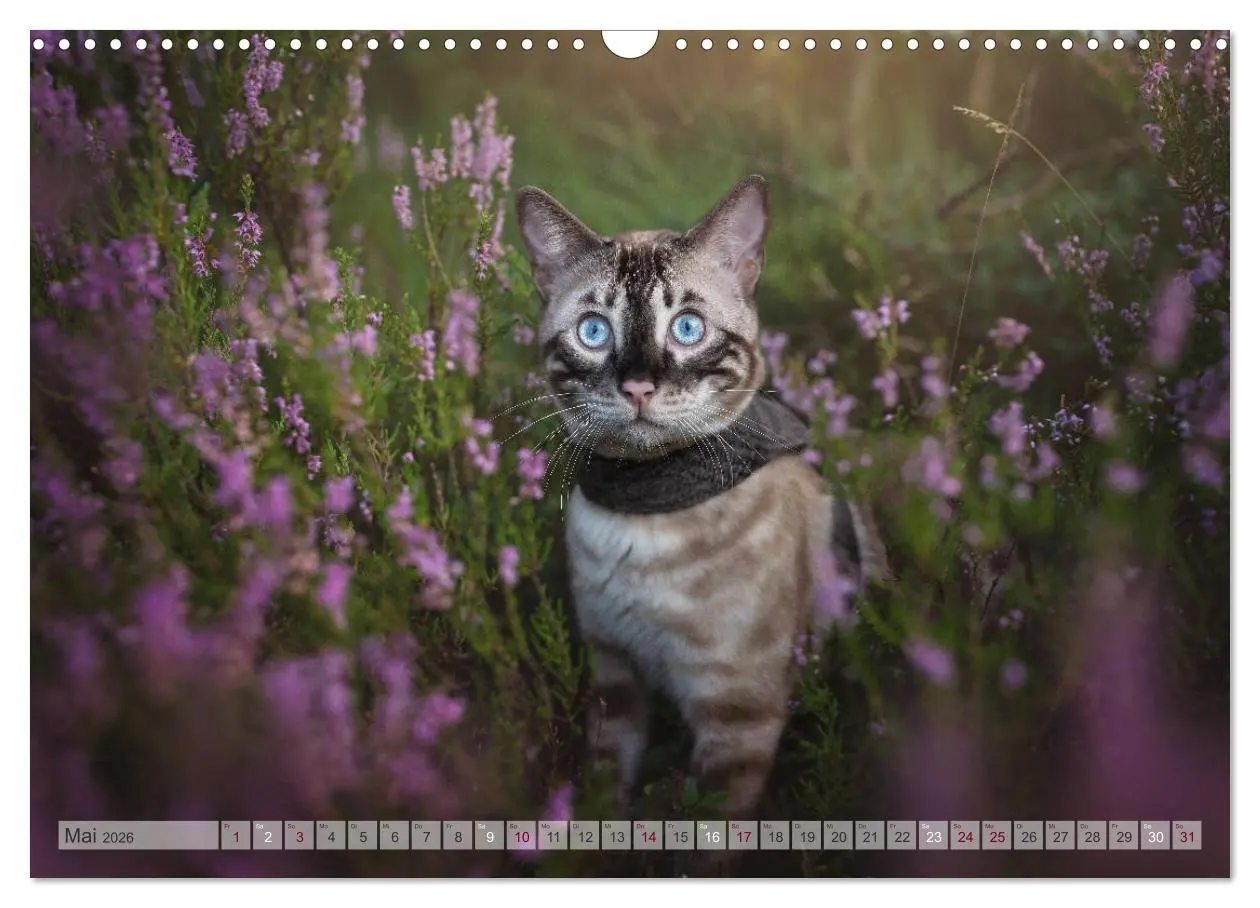 Bild: 9783457748503 | Wildes Wohnzimmer - Die Bengalkatze (Wandkalender 2026 DIN A3...