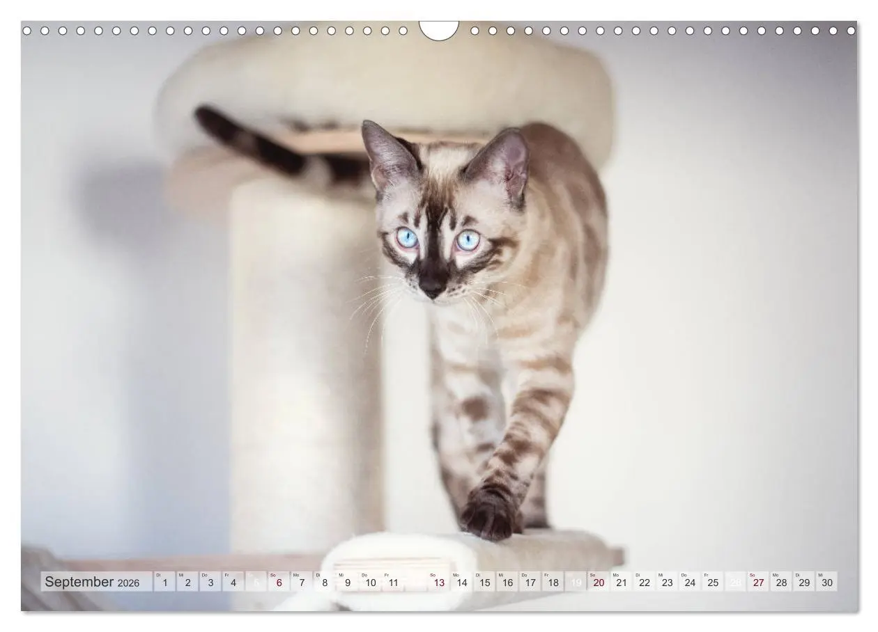 Bild: 9783457748503 | Wildes Wohnzimmer - Die Bengalkatze (Wandkalender 2026 DIN A3...