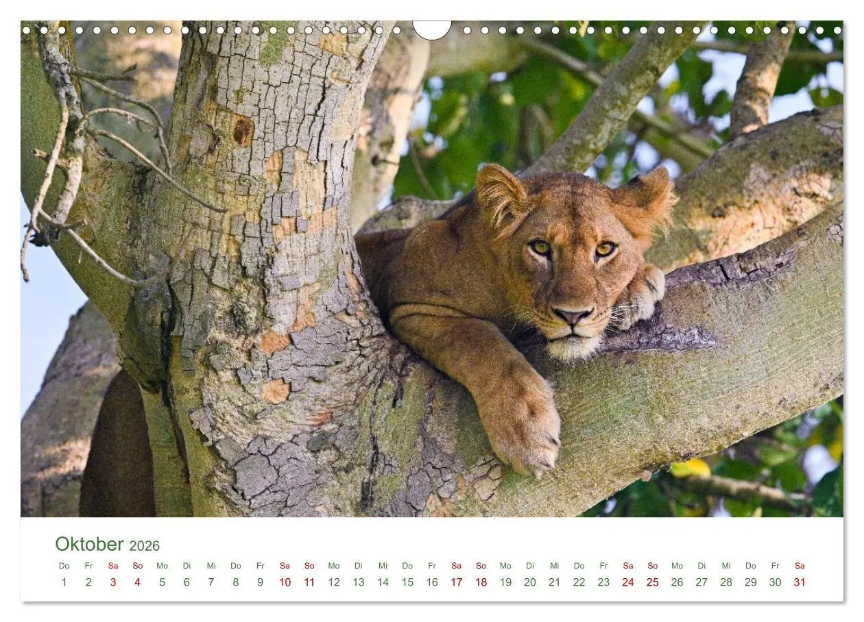 Bild: 9783516698503 | Tierwelten UGANDA (Wandkalender 2026 DIN A3 quer), CALVENDO...