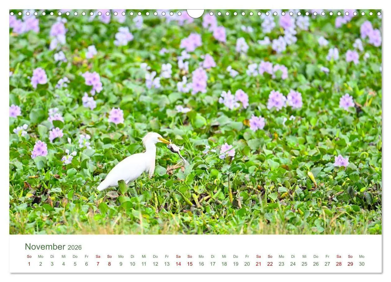 Bild: 9783516698503 | Tierwelten UGANDA (Wandkalender 2026 DIN A3 quer), CALVENDO...