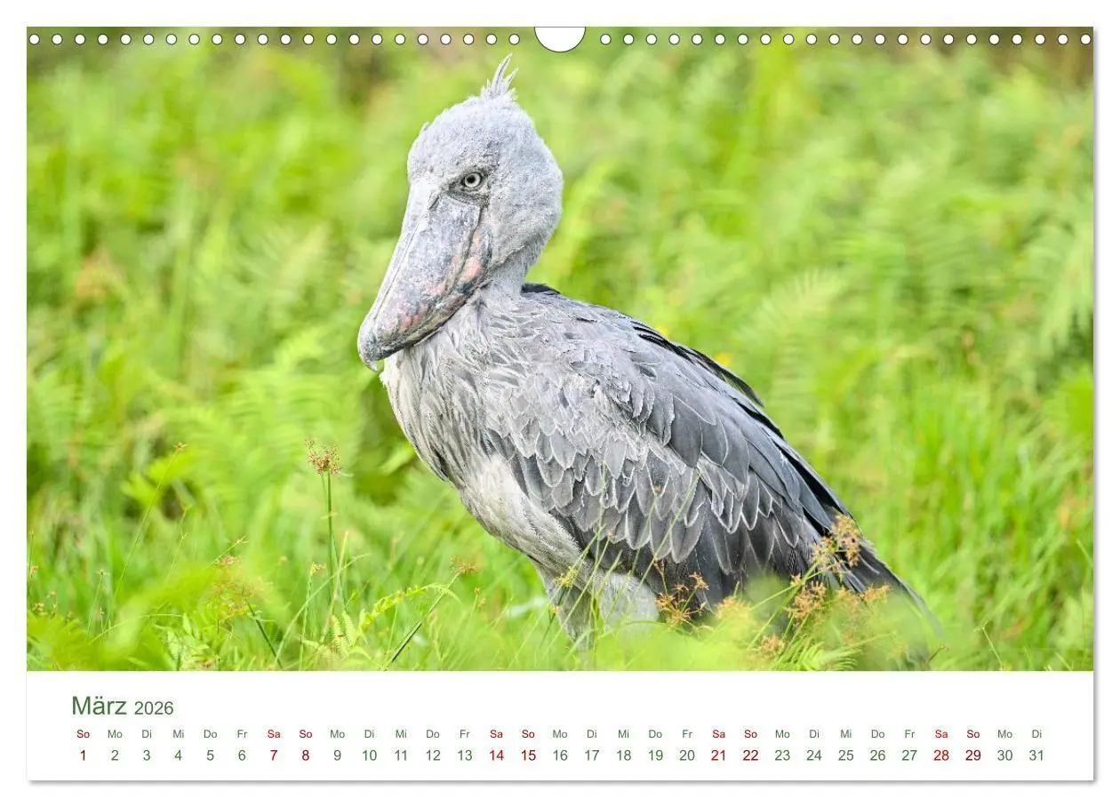 Bild: 9783516698503 | Tierwelten UGANDA (Wandkalender 2026 DIN A3 quer), CALVENDO...