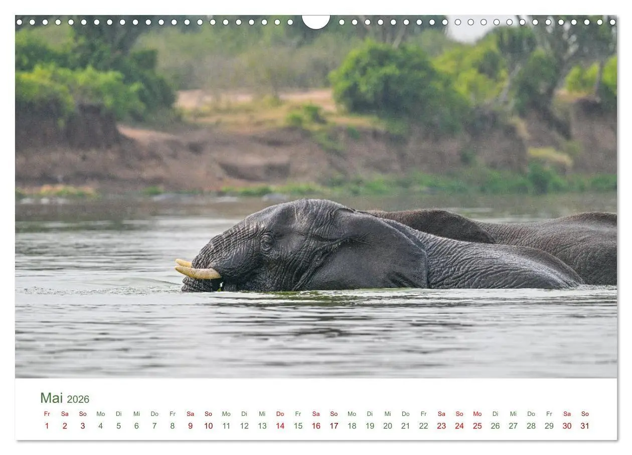Bild: 9783516698503 | Tierwelten UGANDA (Wandkalender 2026 DIN A3 quer), CALVENDO...