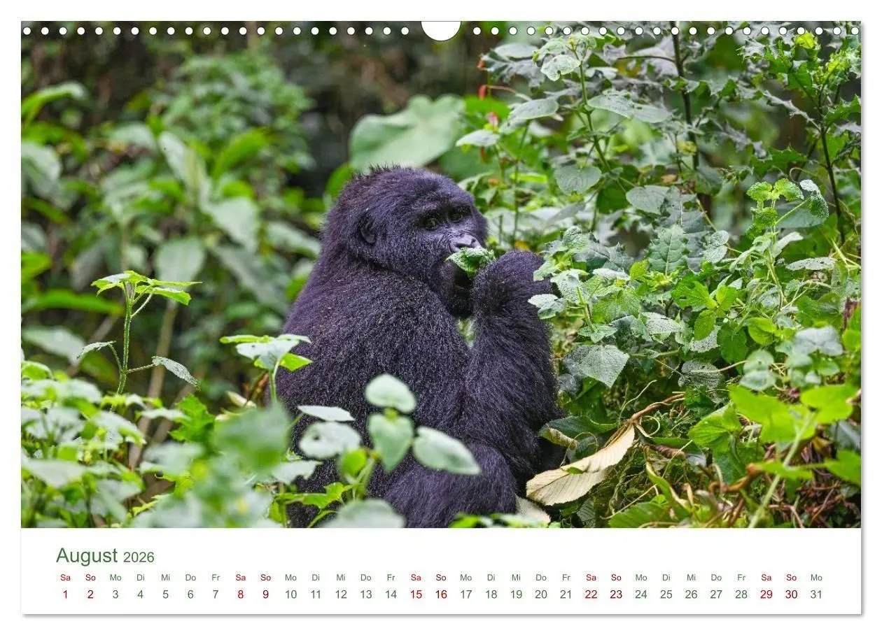 Bild: 9783516698503 | Tierwelten UGANDA (Wandkalender 2026 DIN A3 quer), CALVENDO...